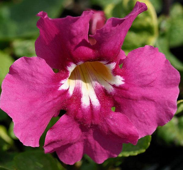 Blume von Incarvillea