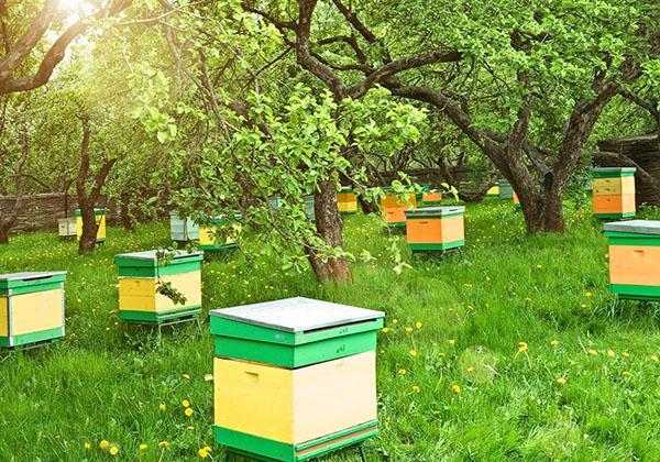 inta-vir je toxický pro včely