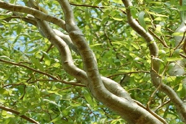 nevjerojatna ljepota grana vrbe Matsudan