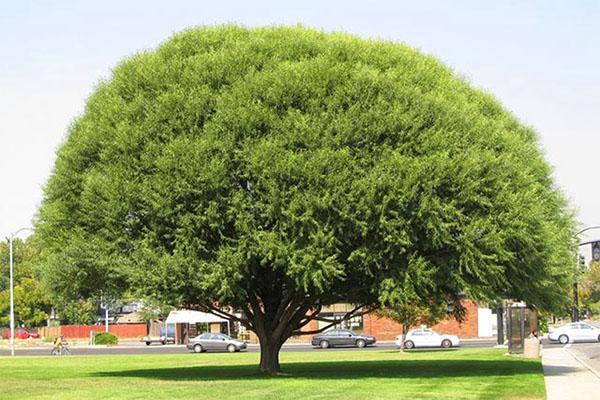 árvore de salgueiro madura Matsudana