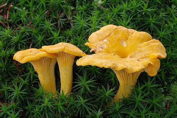 chanterelles can be collected
