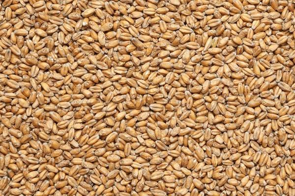 trigo puro para germinação