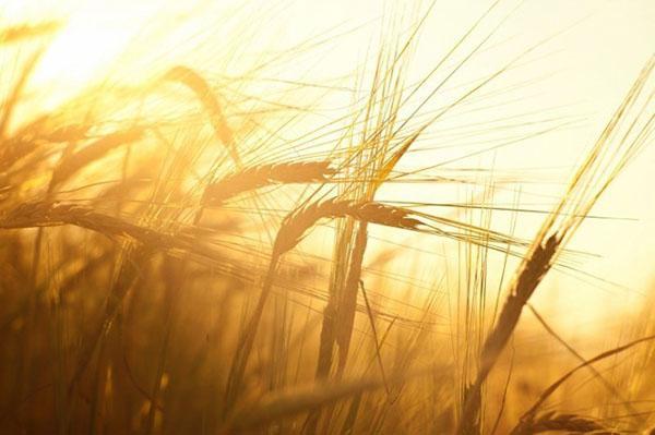 dobrá sklizeň pšenice