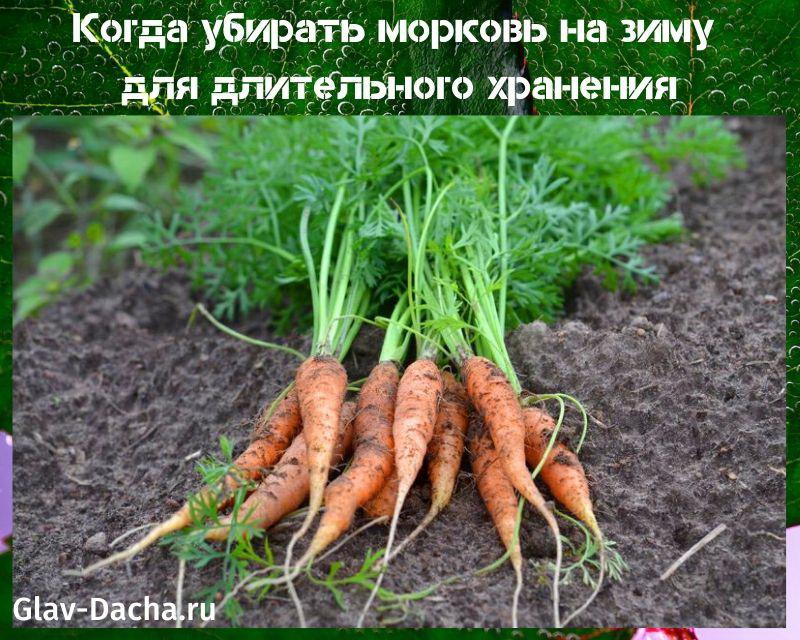 khi nào thu hoạch cà rốt