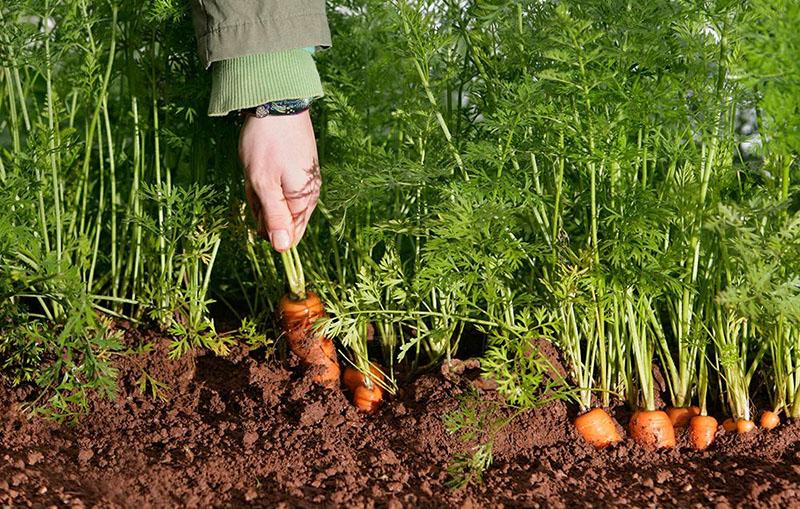 рано узряващи моркови