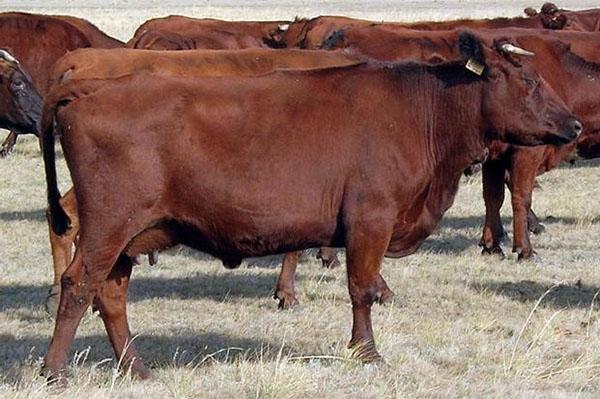 vacas para parcelas subsidiárias pessoais