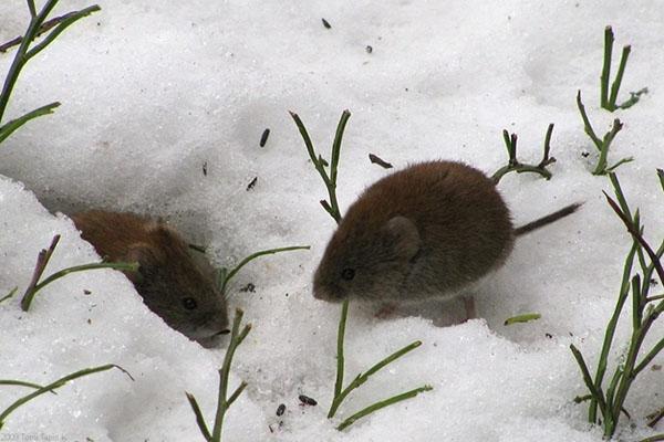 Mäuse im Winter in einem Blumengarten