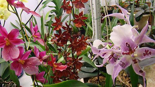 Cambria Orchidee in ihrer ganzen Pracht