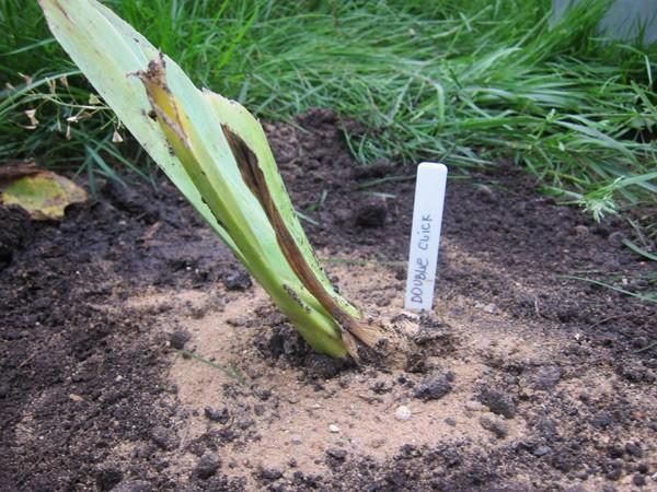 rostoucí iris na otevřeném poli