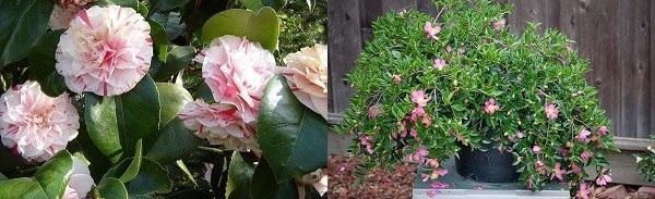 camellia of different types