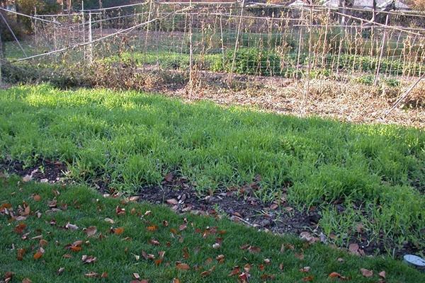 green manure in the beds