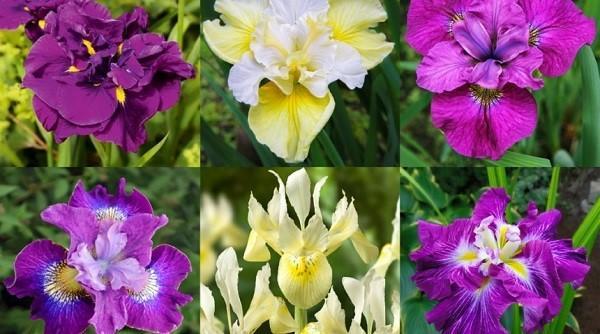 sorter av iris för sommarstugor