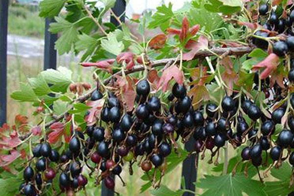 hybrid of currants and gooseberries