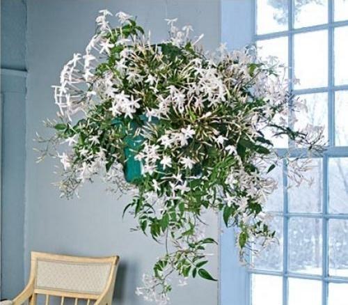 bloeiende polyantum