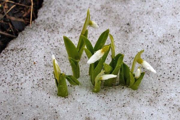 first spring flower Galanthus