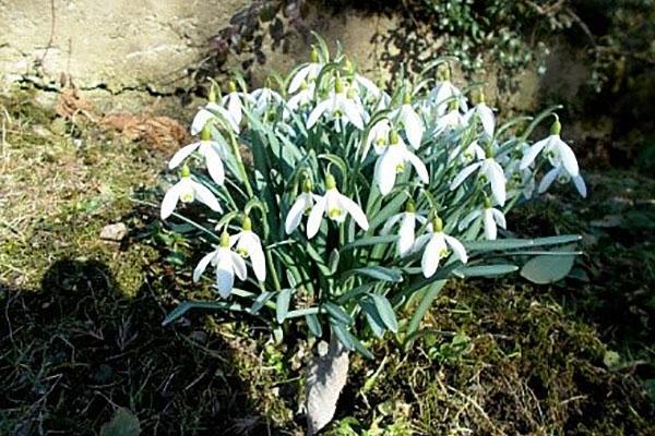 choose a place for galanthus