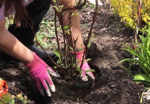 how to plant hydrangea