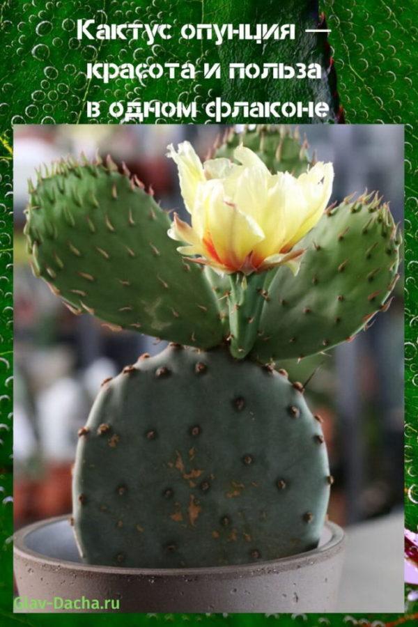 prickly pear kaktus
