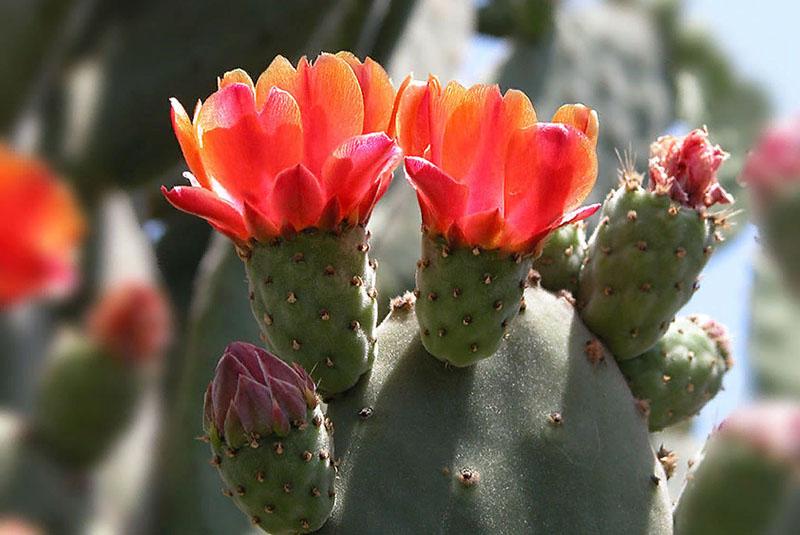 blommande prickly pear kaktus