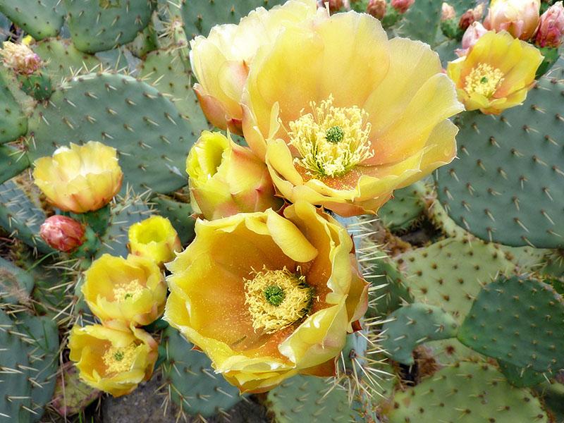 meraviglioso fico d'india cactus
