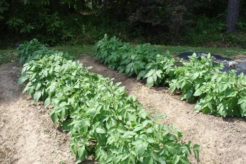 картофи в градината