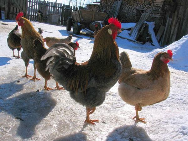 kurczaki chodzące zimą