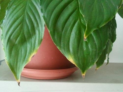 spathiphyllum in a pot