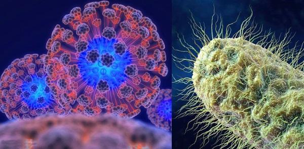chřipkový virus a bakterie poráží rakytník s medem