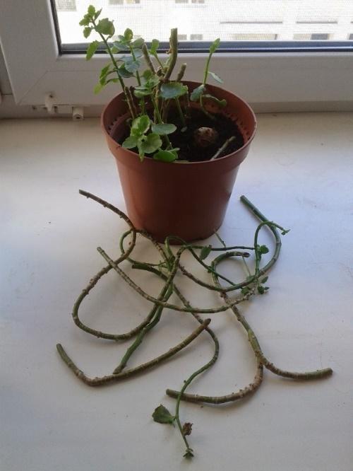 trimmade Kalanchoe
