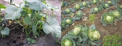 cucumbers and cabbage