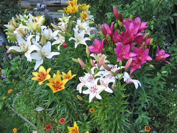 ดอกลิลลี่หลากหลายสายพันธุ์ในแปลงดอกไม้