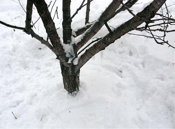vertrappel sneeuw rond bomen