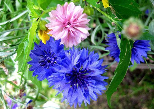 fleurs de bleuet