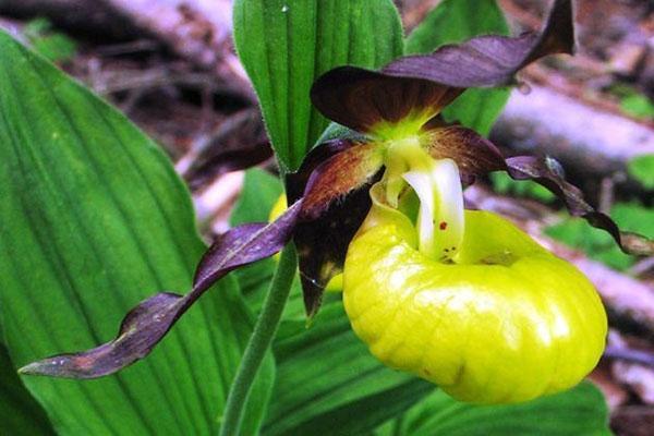 selipar wanita orkid