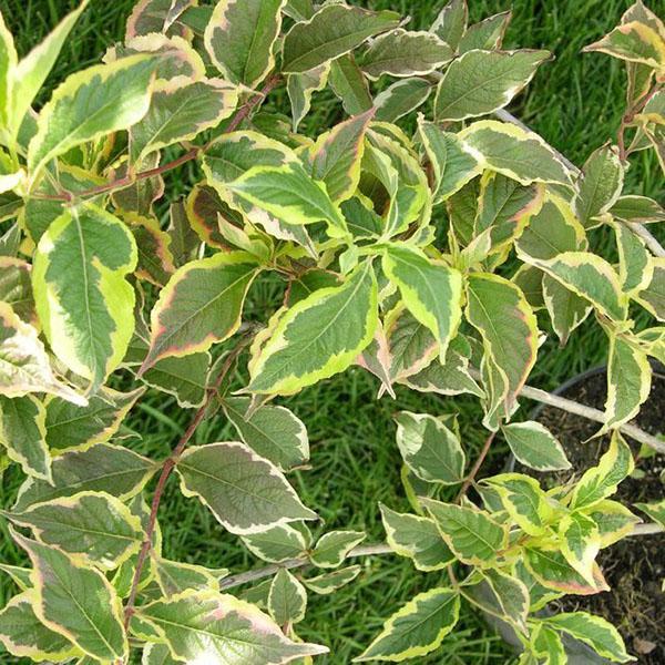variegated foliage of weigela