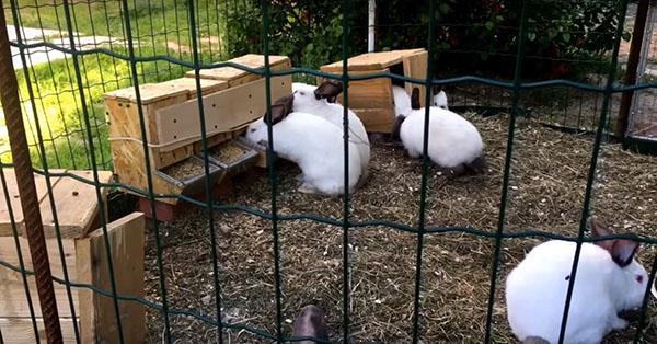 letný výbeh pre králiky