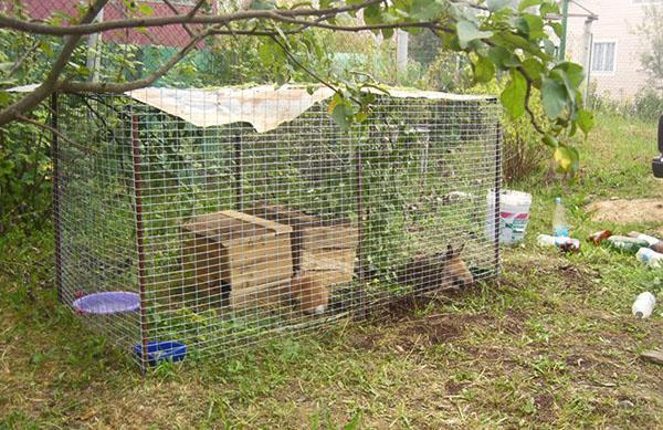 aviary with fenced walking area for one rabbit