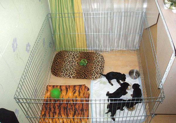keeping puppies in an aviary