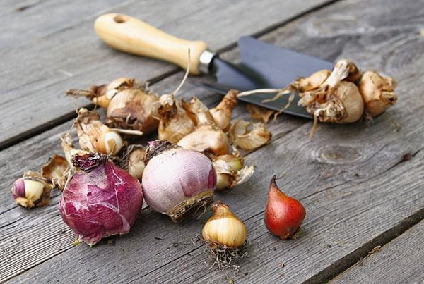 preparation of bulbs for forcing