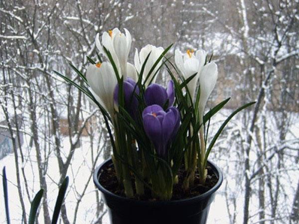 krokusy kvetou v zimě