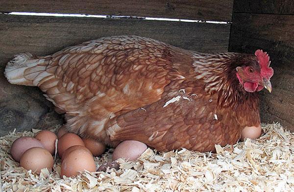 Eierproduktion von Hühnern im Winter