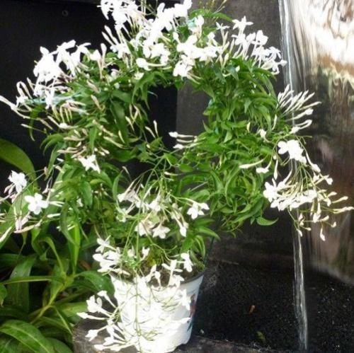hoa nhài polyantum