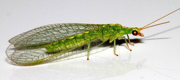 lacewing insekt