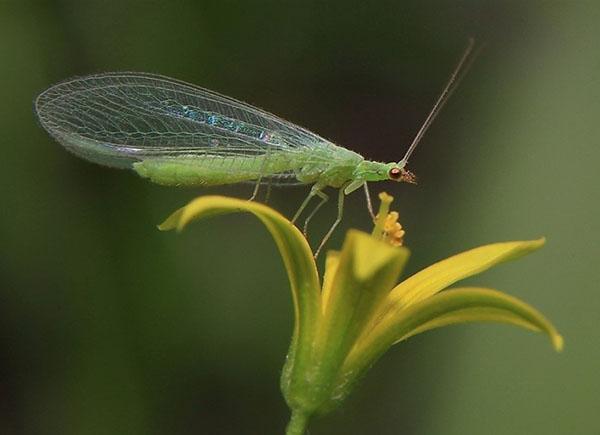 lacewing in the garden