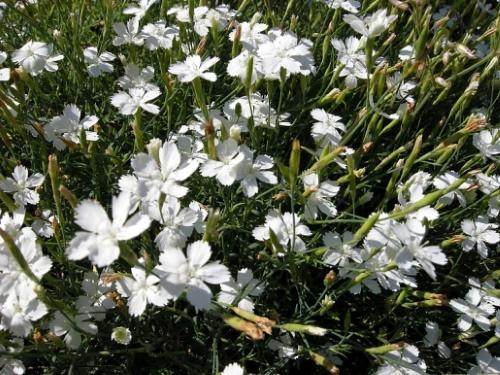 hoa cẩm chướng trắng
