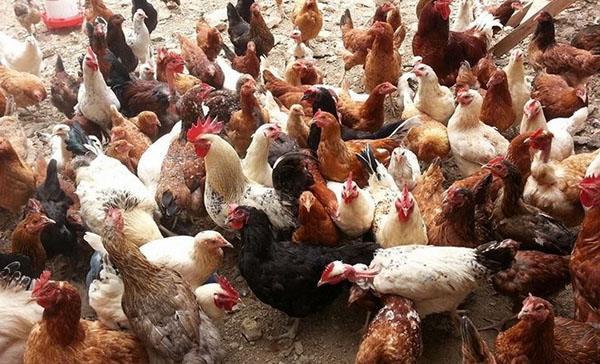 utfodring av kycklingar
