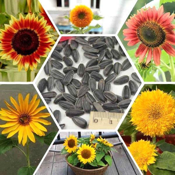 dekorativní slunečnice různých odrůd