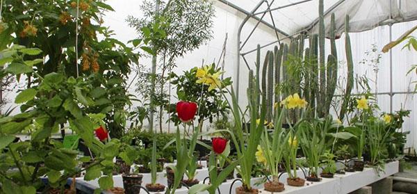 Hydrokultur für den Blumenanbau