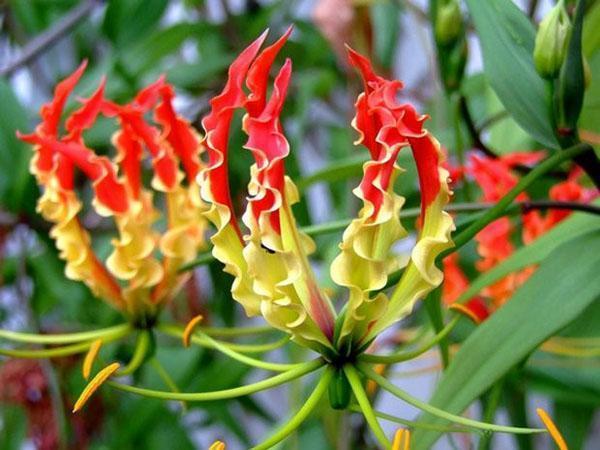 exotická rostlina gloriorza
