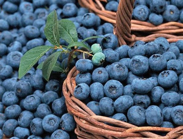 penuaian blueberry yang kaya